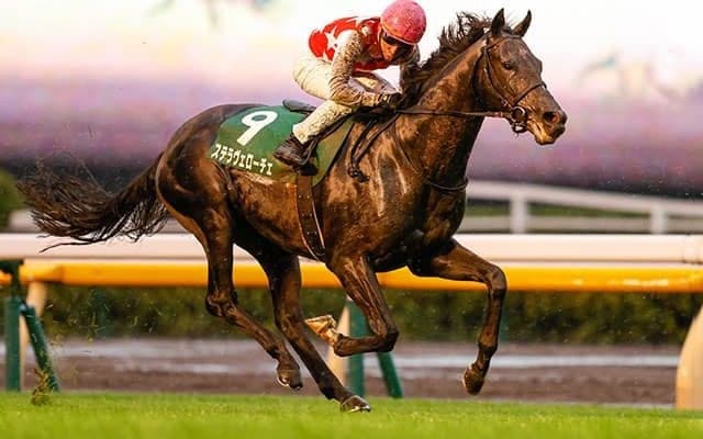 【朝日杯FS予想】人気薄を強気に狙いたい一戦！ 厩舎データから弾き出した今週の注目馬は? /JRAレース展望