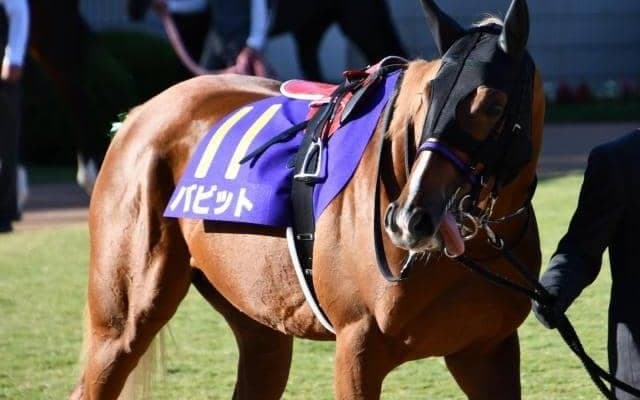 【有馬記念展望】一年のフィナーレを飾るグランプリ、あの穴馬に注目
