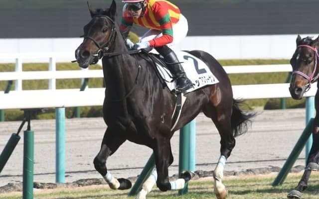 【阪神6R新馬戦結果】外国産馬トップスターサンが抜け出しV