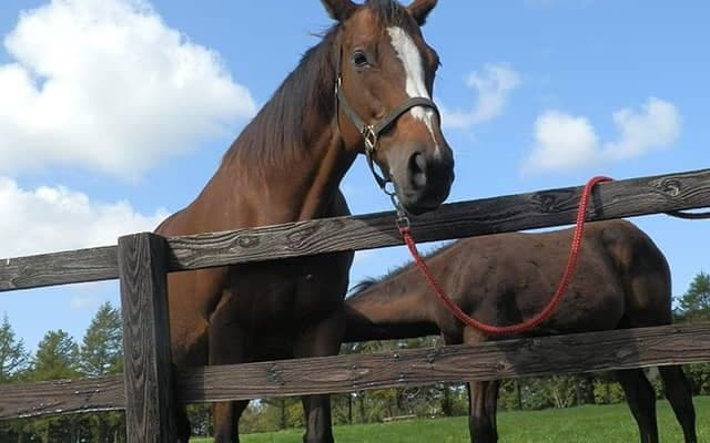 【中山3R・2歳未勝利】スイープトウショウの娘クリーンスイープが差し切りV、今月他界の母に勝利捧ぐ