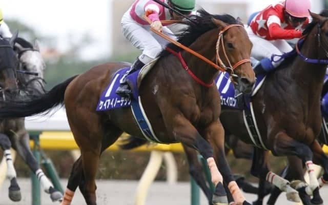 【京都金杯 出走馬決定順】フルゲート16頭にタイセイビジョン・ケイアイノーテックなど22頭の登録