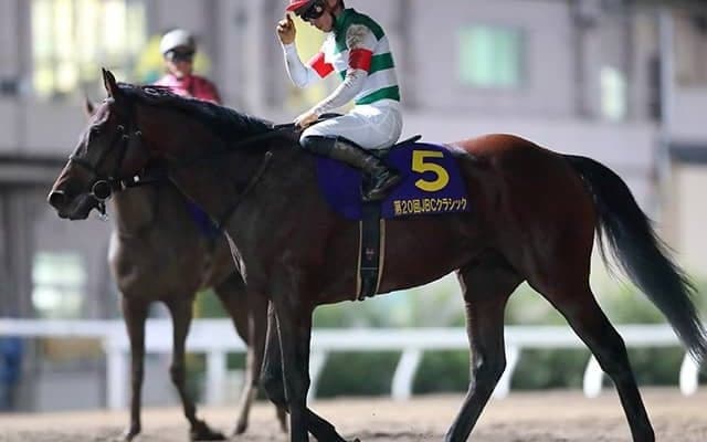 【JRA】クリソベリルが右後肢繋ぎの輪状靭帯を負傷