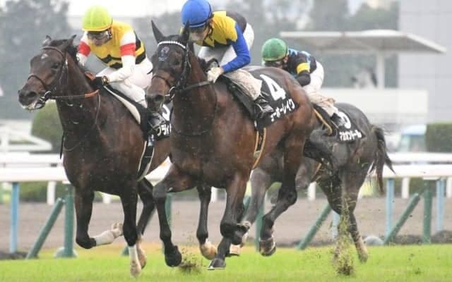 【次走】ホープフルS3着ヨーホーレイクは武豊騎手ときさらぎ賞へ