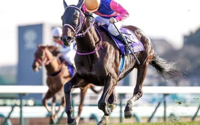 【競馬ファンが選ぶ最優秀障害馬】中山大障害Vのメイショウダッサイがトップ/netkeiba大賞 中間発表
