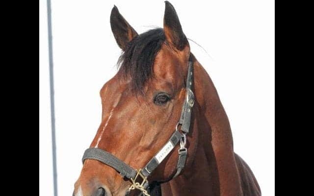 ブルドッグボスがレックススタッドに到着、2019年のNARグランプリ年度代表馬