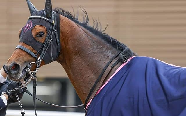【JRA】ミッキースワローが引退、ディープインパクト孫では初の種牡馬入り
