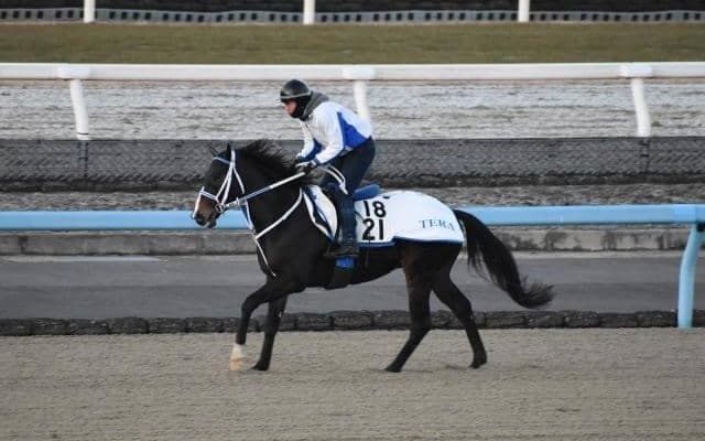 ヘリオスなど、先週の入厩情報/栗東トレセンニュース