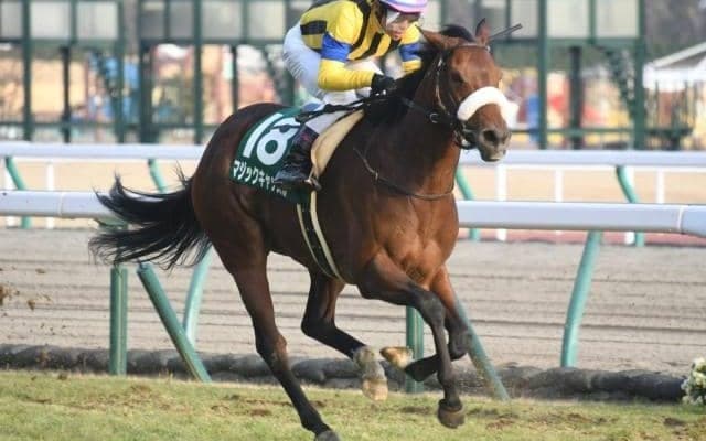 【愛知杯結果】マジックキャッスルが差し切り重賞初制覇