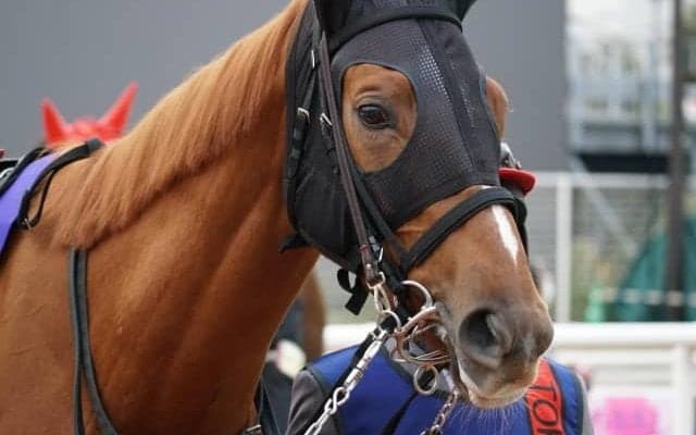 【TCK女王盃】クロフネの娘も2頭出走　少数精鋭9頭立てとなった牝馬の戦い