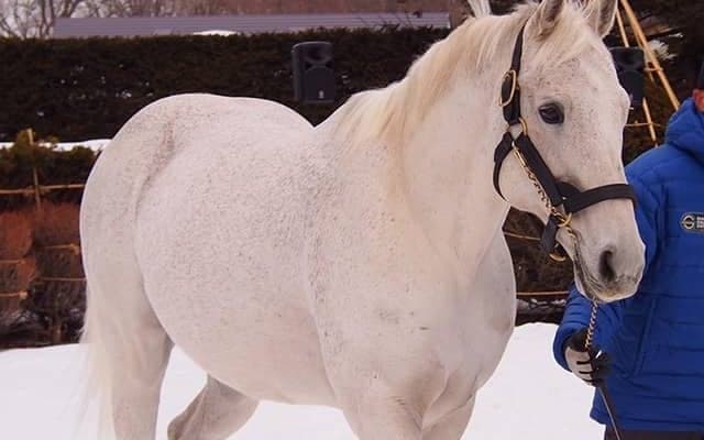 【JRA】17日に他界のクロフネ、今週末は産駒8頭が出走　「母の父クロフネ」は東海Sのハヤヤッコなど