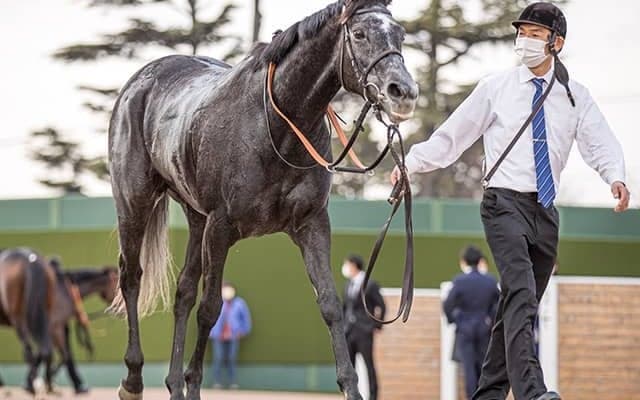 クロノジェネシスがドバイSCとドバイターフに登録、出否は未定