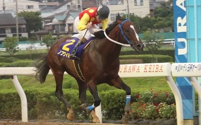 ノブワイルド、引退・種牡馬入り！ 小久保智調教師「芯が強くて本当にすごい仔」