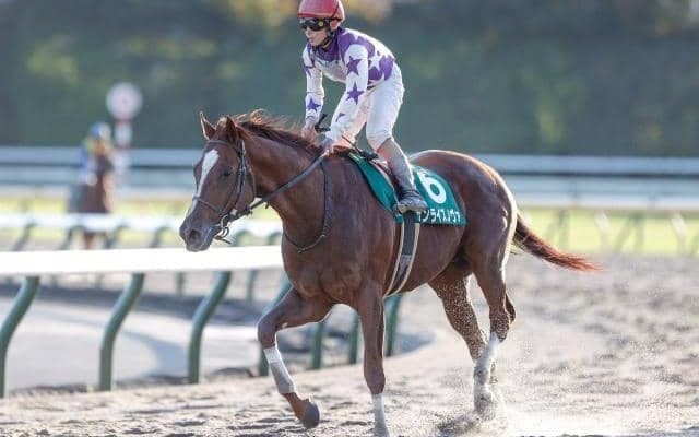 【次走】サンライズノヴァはフェブラリーSへ直行、根岸Sには出走せず