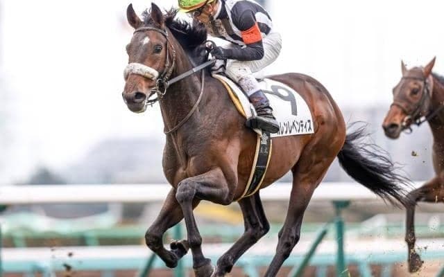 【中山6R新馬戦結果】3番人気カレンレベンティスが差し切りV