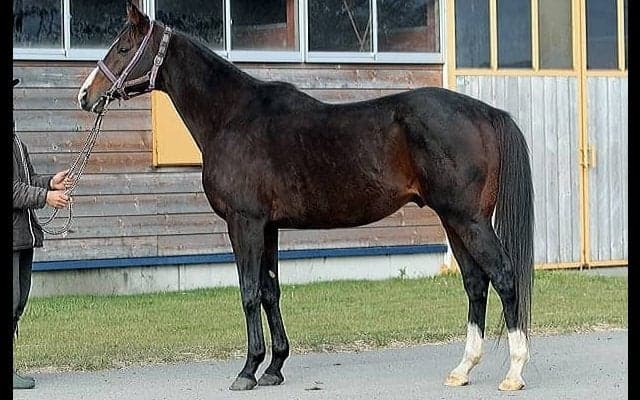 サイモンラムセスが種牡馬としてファーストシーズンへ　父はブラックタイド、半妹にオパールムーン