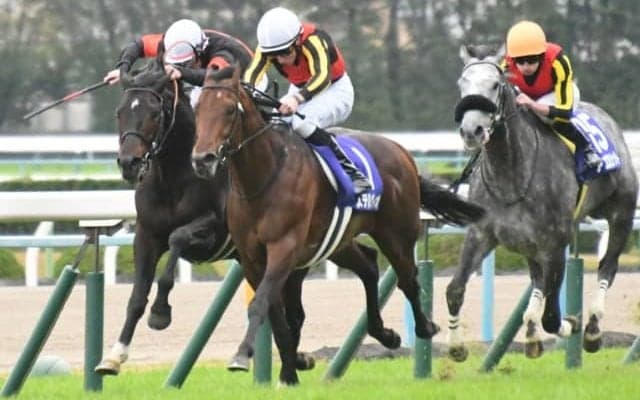 【根岸S】フルゲート16頭にステルヴィオなど27頭の登録/出走馬決定順