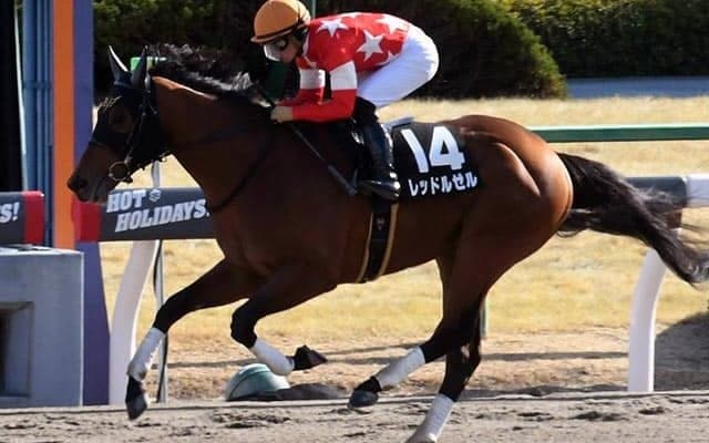 【根岸S・馬体重】レッドルゼルは494kg(+2)、タイムフライヤーは486kg(+4)