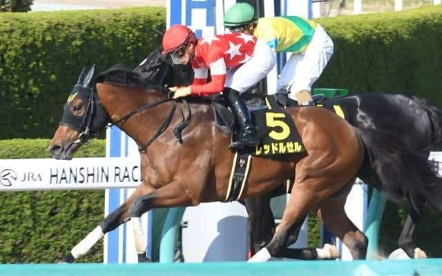 【根岸S予想】今後の注目株・レッドルゼルに期待