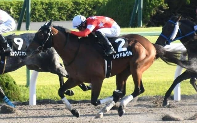 【本日の注目ポイント】東京で根岸S、中京でシルクロードS