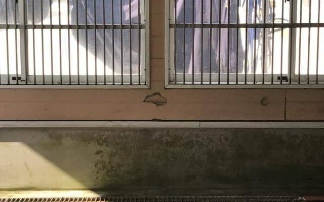 【根岸S】好状態のデザートストームとカワカミプリンセスが残した“跡”/ねぇさんのトレセン密着