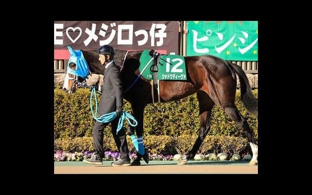 東京新聞杯でのオイシイ存在。過去の激走馬に酷似した３頭を見つけた