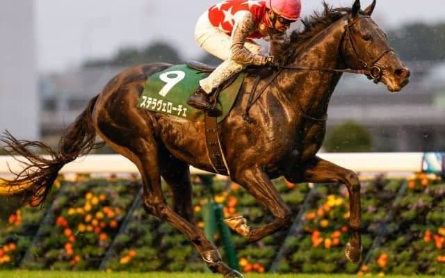 【共同通信杯見どころ】朝日杯FS2着のステラヴェローチェが中心