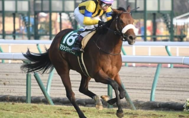 【次走】マジックキャッスルは阪神牝馬Sを視野　愛知杯で重賞初制覇