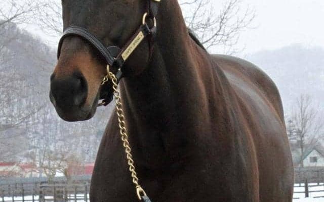 イーストスタッド種牡馬展示会　新種牡馬ハッピースプリント、キタノコマンドールなど22頭