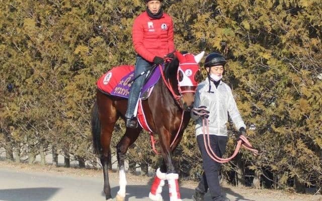 【京都記念】上昇気配！ラヴズオンリーユー陣営「いい雰囲気、結果が残せれば」/ねぇさんのトレセン密着