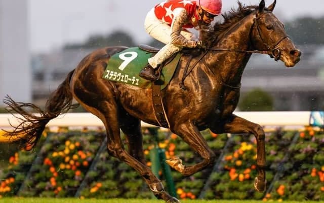 【共同通信杯前日オッズ】ステラヴェローチェが2.0倍で1番人気