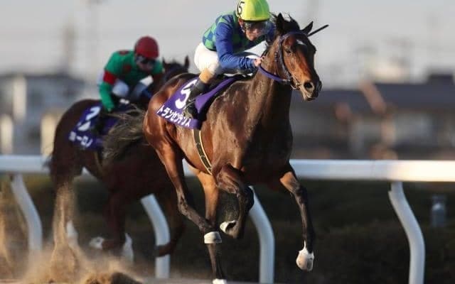 【雲取賞】トランセンデンスは4枠4番、ランリョウオーは7枠10番