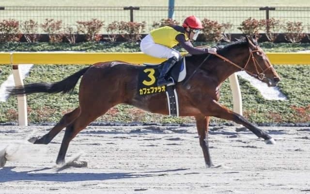 【フェブラリーS予想オッズ】混戦模様の中、カフェファラオ・レッドルゼルらが人気の中心