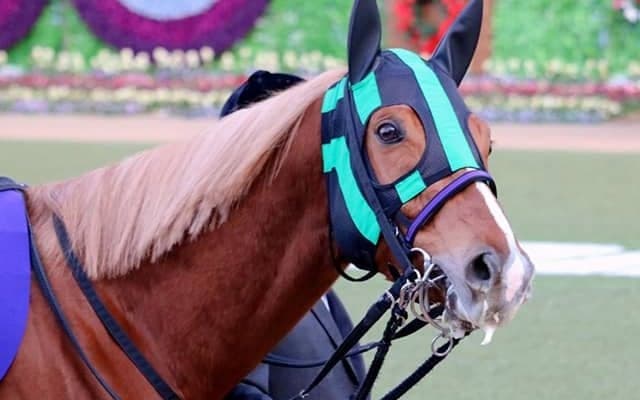 【中山記念想定】昨年4連勝のバビット、現在3連勝中ヒシイグアスなど