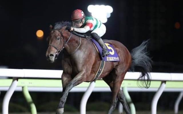 【JRA】右後肢を負傷していたクリソベリルが再度手術