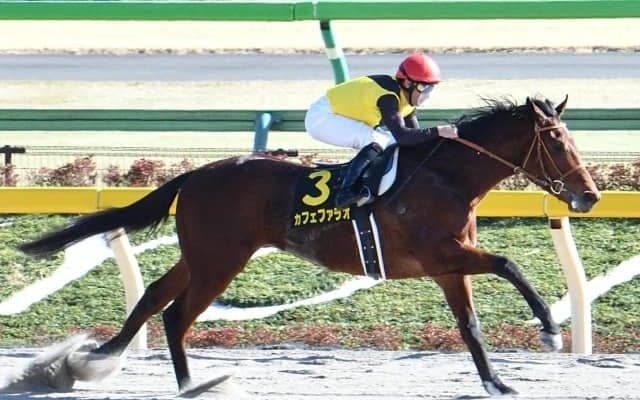 【フェブラリーS前日オッズ】カフェファラオが4.4倍で1番人気