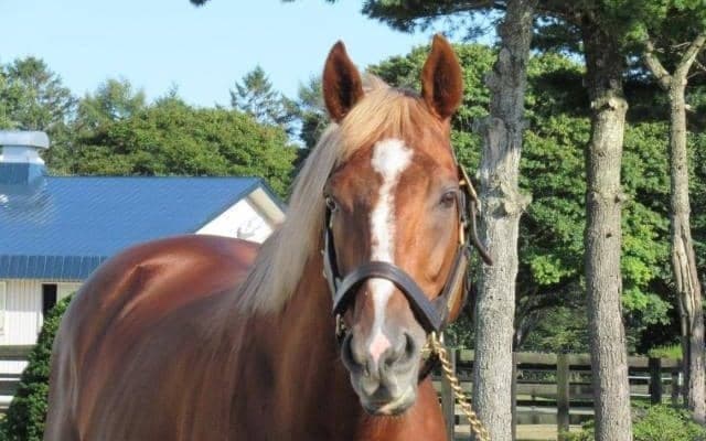 【JRA】菊花賞馬トーホウジャッカルの産駒が初勝利、トーホウスザクが小倉3RでV