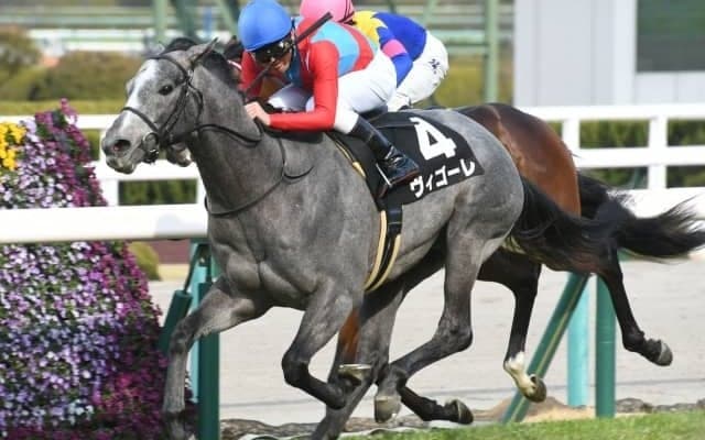 【つばき賞結果】ヴィゴーレが直線一気でV