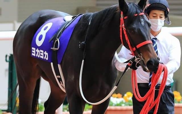【次走】熊本産馬ヨカヨカは幸英明騎手と新コンビでフィリーズレビューへ