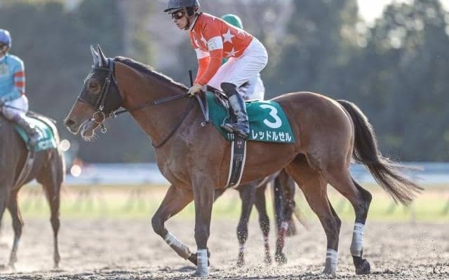 【海外競馬】レッドルゼルはドバイゴールデンシャヒーンの招待受諾、鞍上はR.ムーア騎手