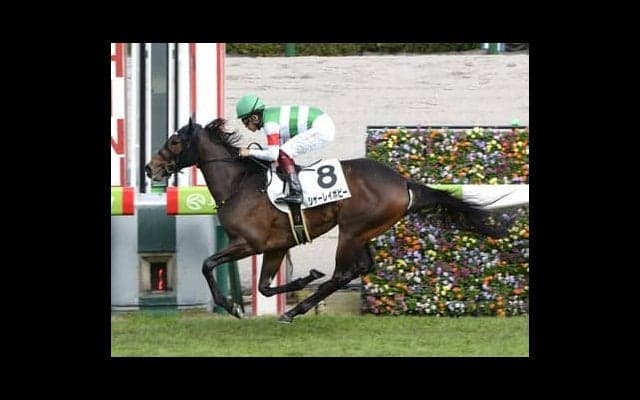 チューリップ賞は、天国に旅立ったジャングルポケットの血を継ぐ１頭に注目