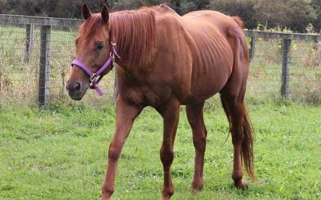 新種牡馬ナムラタイタン、ヘニーハウンドの産駒がJRA初出走へ