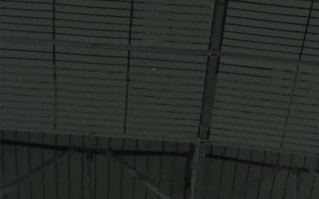 巨人・岡本のパワーに球場どよめき　天井直撃打にファン驚愕「弾道エグい」