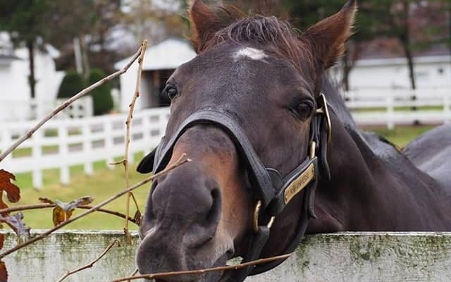 ネオユニヴァース死亡に吉田照哉氏「自慢の生産馬。どうか安らかに眠って欲しい」