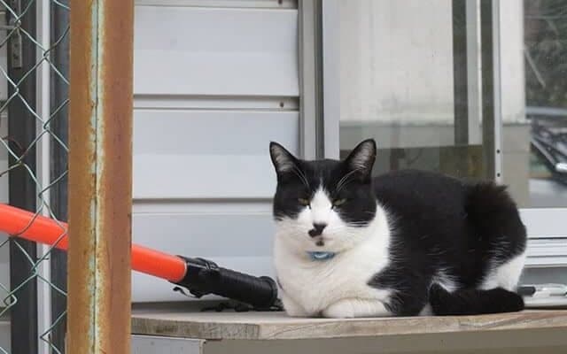 【地方競馬】大井所属の競走馬を見守る小林牧場の『番猫』