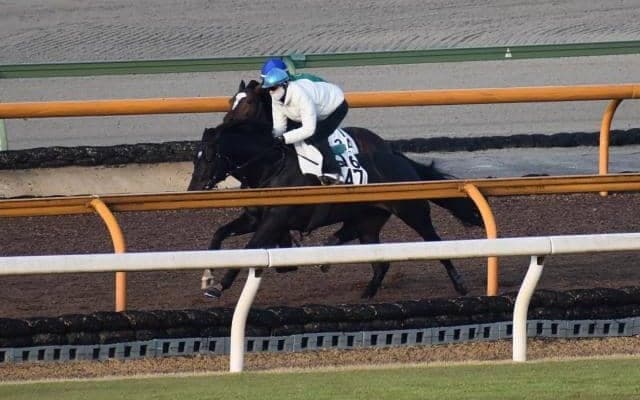 アリストテレス、阪神大賞典1週前追い切り速報/栗東トレセンニュース