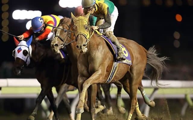 【地方競馬】11歳のGI馬サウンドトゥルーが骨折で引退、JRA時代にチャンピオンズC制覇