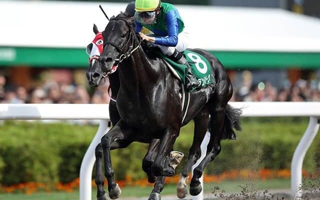 【JRA】ハイランドピークが浦和競馬に移籍、2018年エルムS覇者