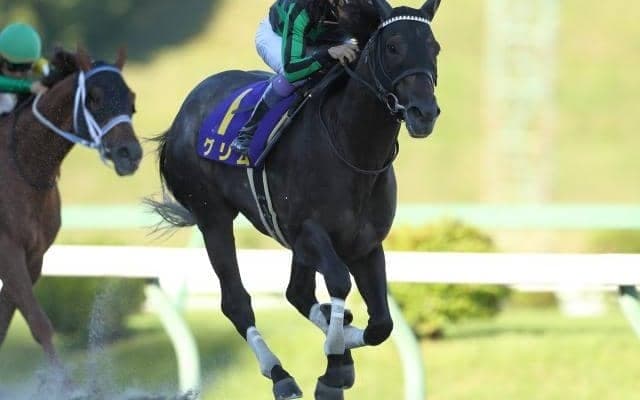 【高知・黒船賞枠順確定】グリムは3枠3番、モジアナフレイバーは6枠8番