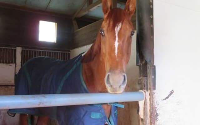 【地方競馬】サウンドトゥルー引退、功労馬に！ 佐藤師「たくさんの人に感動を与えて続けてくれた本当にすごい馬」