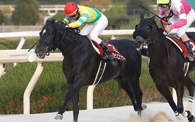 【黒船賞予想】 人馬ともに例年以上の好メンバーが集結！ 混戦模様の一戦を目利きの地元記者はどう見た？/地方競馬レース展望